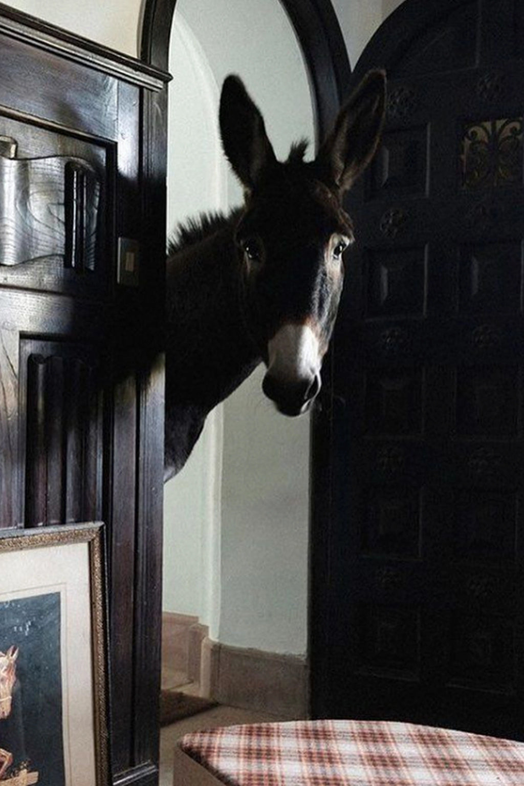 HECTOR THE DONKEY KORB