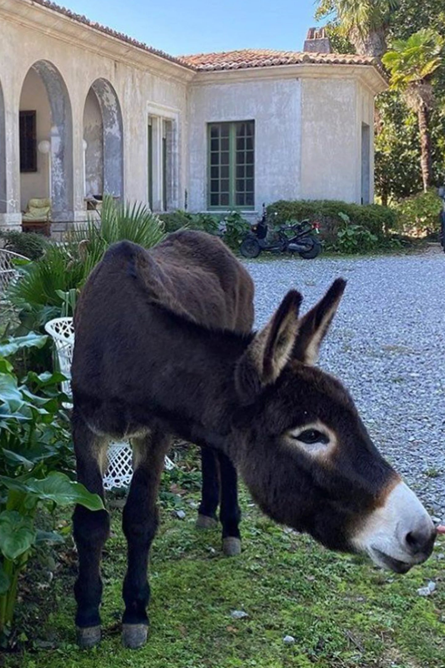 HECTOR THE DONKEY BASKET