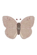 WASCHBARER TEPPICH AUS TIERBAUMWOLLE BABY BUTTERFLY